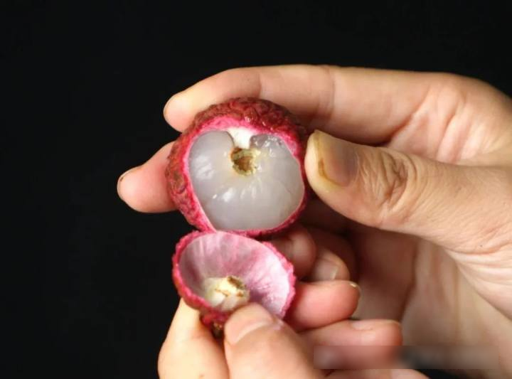 Bóc vỏ quả vải, phần đen trên cuống là gì? Nhiều người nghĩ là "phân sâu", chuyên gia trả lời - Ảnh 2. Bóc vỏ quả vải, phần đen trên cuống là gì? Nhiều người nghĩ là "phân sâu", chuyên gia trả lời - Ảnh 2.