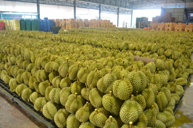 Không phải Trung Quốc, người dùng tại một quốc gia châu Á sắp đón sầu riêng giá rẻ: Giá giảm đến 30%, Malaysia đang thống trị thị trường - Ảnh 1. Không phải Trung Quốc, người dùng tại một quốc gia châu Á sắp đón sầu riêng giá rẻ: Giá giảm đến 30%, Malaysia đang thống trị thị trường - Ảnh 1.