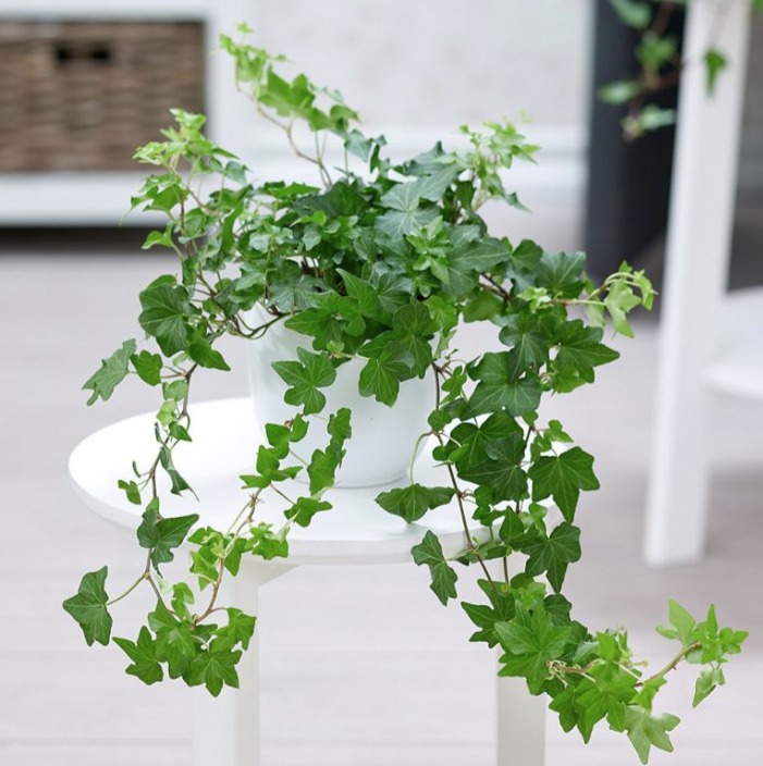 6 cây cảnh dưỡng người, "nuốt" bụi mịn cực tốt, trồng một chậu chẳng khác gì nhà có máy lọc không khí - Ảnh 2. 6 cây cảnh dưỡng người, "nuốt" bụi mịn cực tốt, trồng một chậu chẳng khác gì nhà có máy lọc không khí - Ảnh 2.