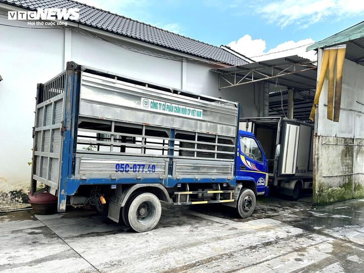 Đoàn kiểm tra lò mổ heo gia công cho Công ty C . P tại Hậu Giang - Ảnh 1.