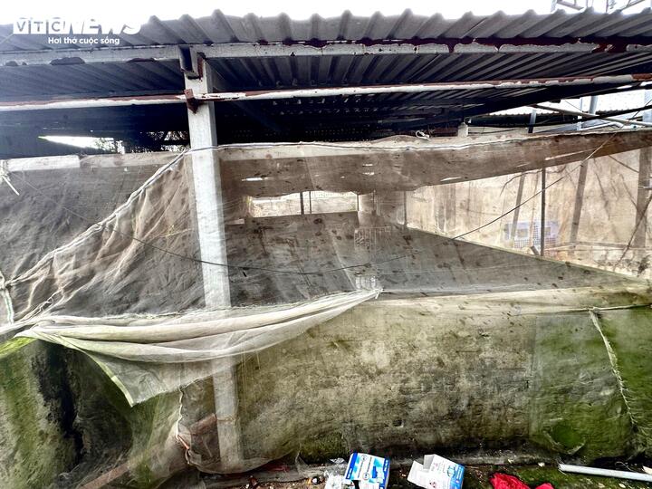 Đoàn kiểm tra lò mổ heo gia công cho Công ty C . P tại Hậu Giang - Ảnh 4.