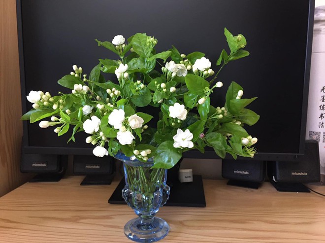 Bật điều hòa mùa hè: Người thông minh đặt 3 thứ này vào phòng, tôi hối hận vì giờ này mới biết- Ảnh 7. Bật điều hòa mùa hè: Người thông minh đặt 3 thứ này vào phòng, tôi hối hận vì giờ này mới biết- Ảnh 7.