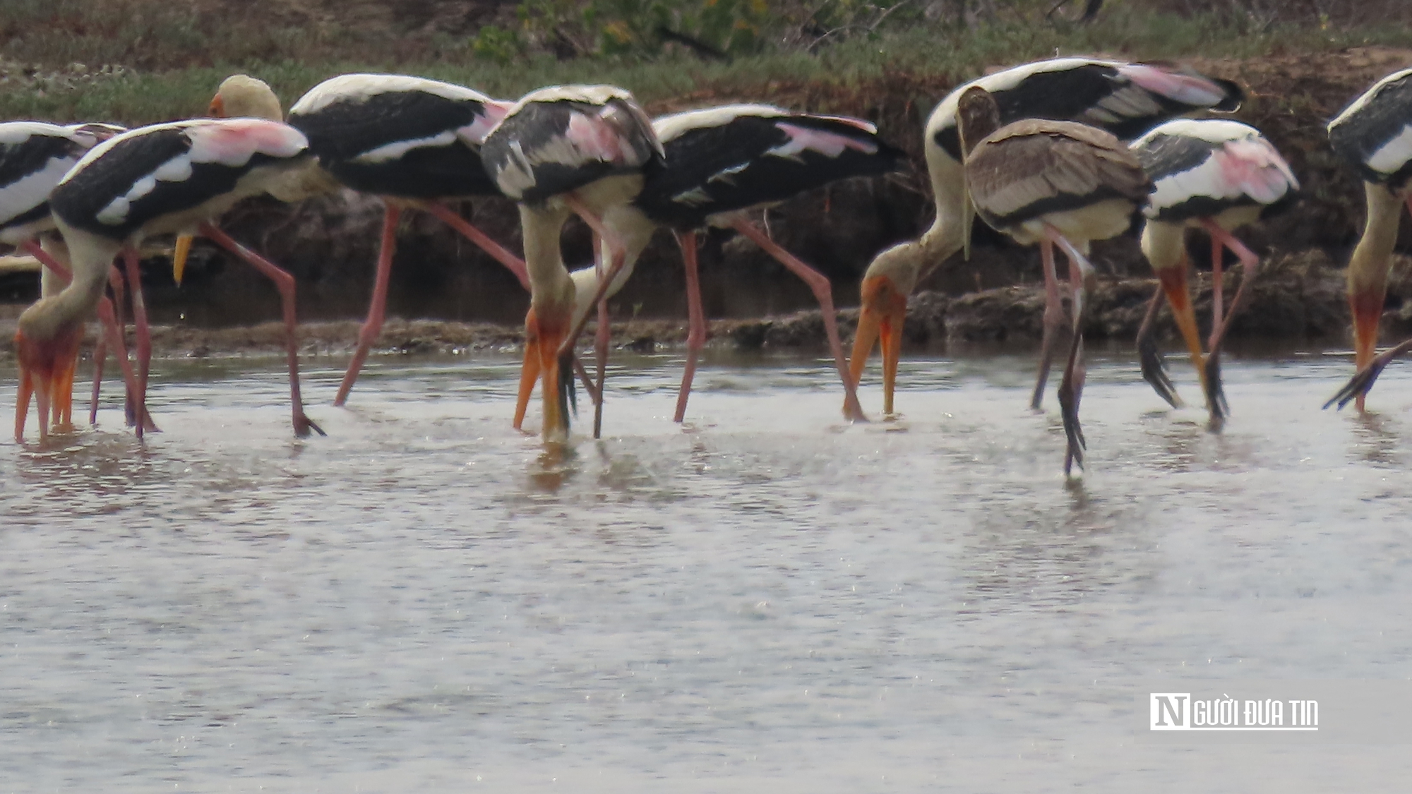 Chi&ecirc;m ngưỡng đ&agrave;n Giang Sen qu&yacute; hiếm giữa thi&ecirc;n nhi&ecirc;n B&agrave; Rịa - Vũng T&agrave;u- Ảnh 1.