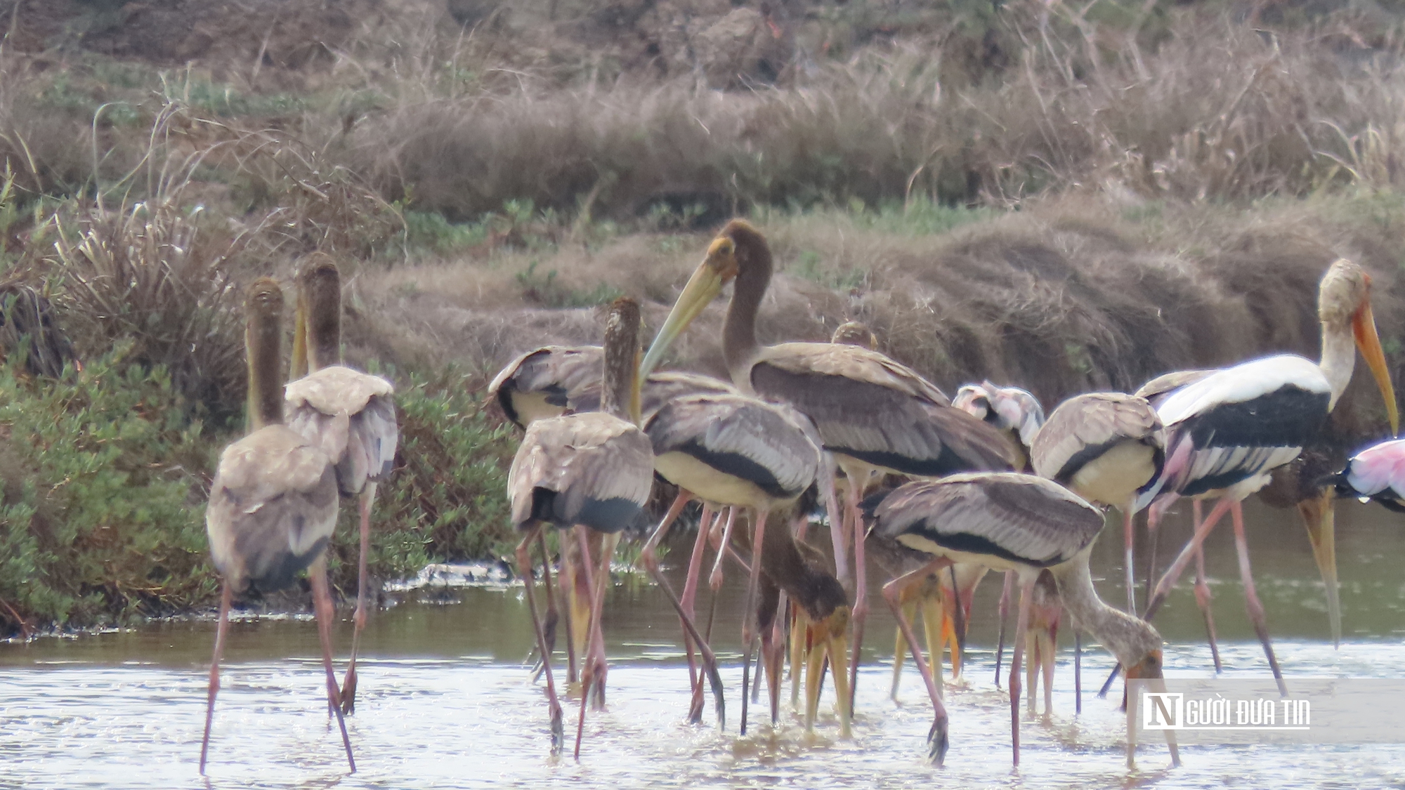 Chi&ecirc;m ngưỡng đ&agrave;n Giang Sen qu&yacute; hiếm giữa thi&ecirc;n nhi&ecirc;n B&agrave; Rịa - Vũng T&agrave;u- Ảnh 2.