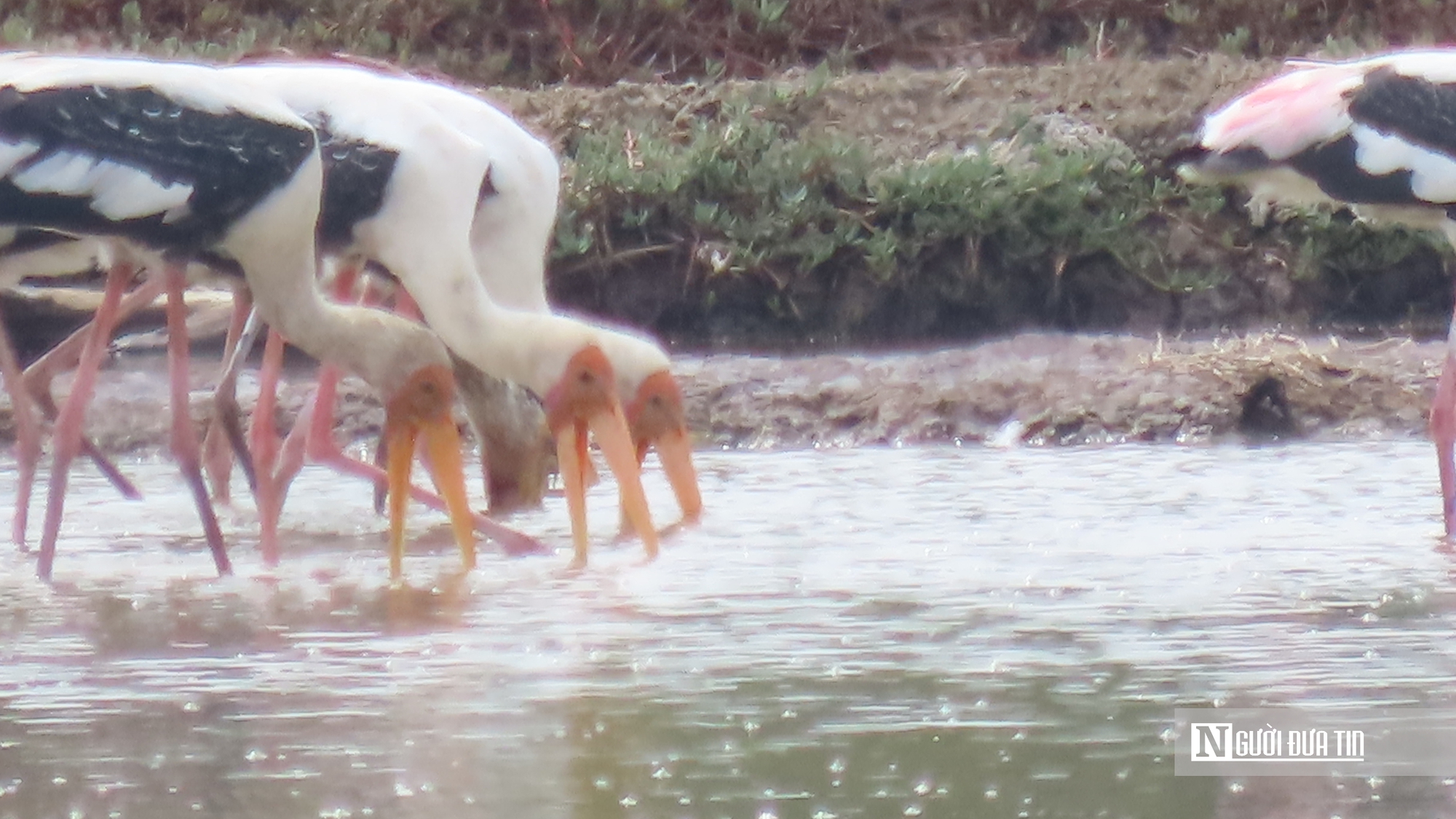 Chi&ecirc;m ngưỡng đ&agrave;n Giang Sen qu&yacute; hiếm giữa thi&ecirc;n nhi&ecirc;n B&agrave; Rịa - Vũng T&agrave;u- Ảnh 3.