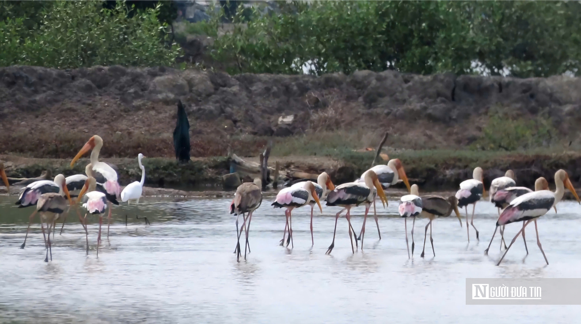Chi&ecirc;m ngưỡng đ&agrave;n Giang Sen qu&yacute; hiếm giữa thi&ecirc;n nhi&ecirc;n B&agrave; Rịa - Vũng T&agrave;u- Ảnh 5.
