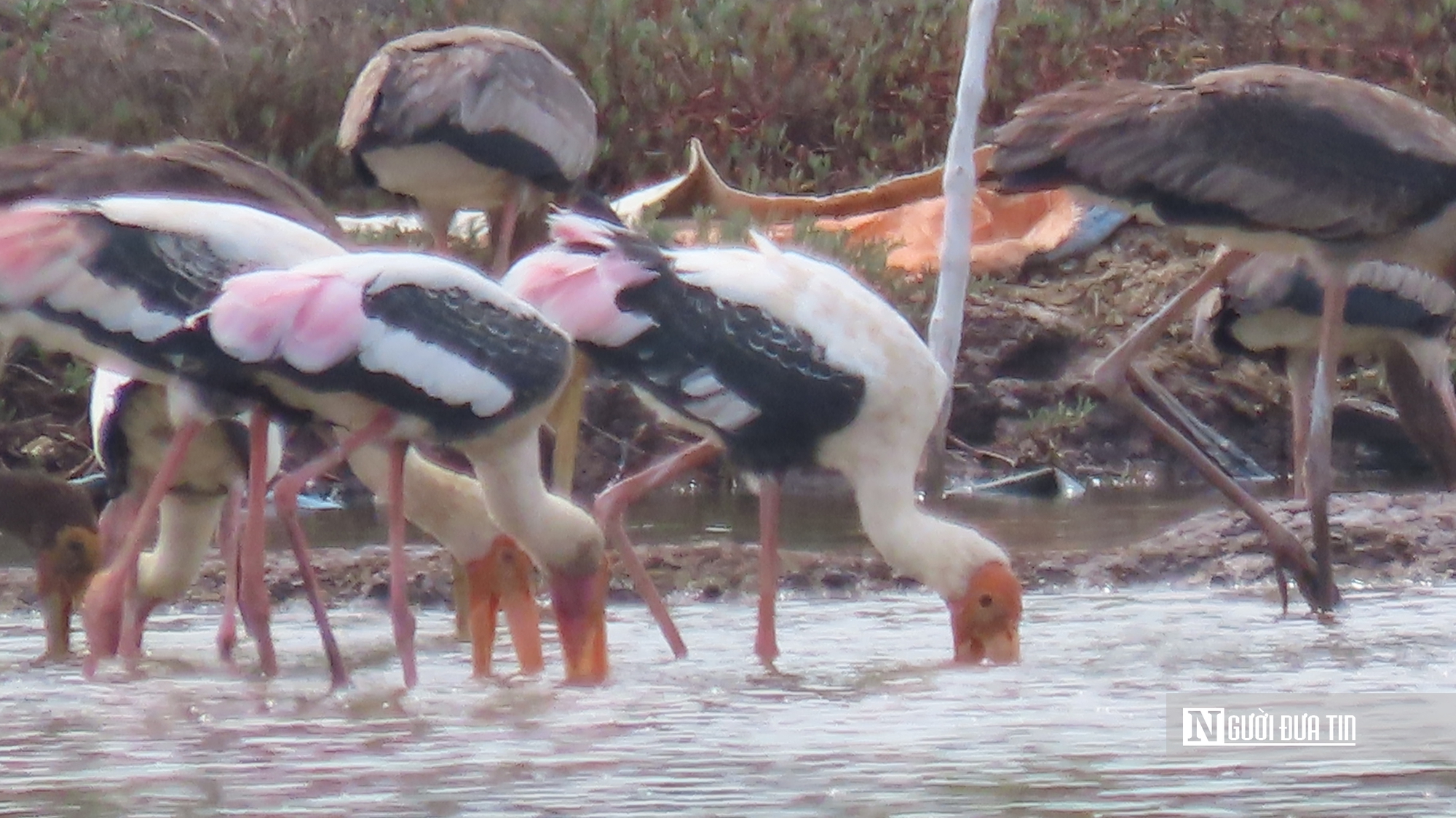 Chi&ecirc;m ngưỡng đ&agrave;n Giang Sen qu&yacute; hiếm giữa thi&ecirc;n nhi&ecirc;n B&agrave; Rịa - Vũng T&agrave;u- Ảnh 6.