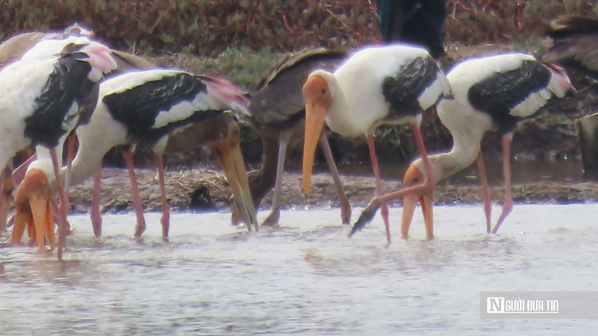 Chi&ecirc;m ngưỡng đ&agrave;n Giang Sen qu&yacute; hiếm giữa thi&ecirc;n nhi&ecirc;n B&agrave; Rịa - Vũng T&agrave;u- Ảnh 7.