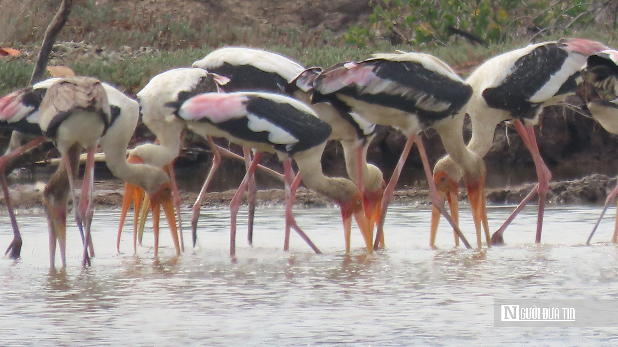 Chi&ecirc;m ngưỡng đ&agrave;n Giang Sen qu&yacute; hiếm giữa thi&ecirc;n nhi&ecirc;n B&agrave; Rịa - Vũng T&agrave;u- Ảnh 8.