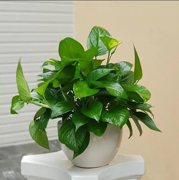 6 cây cảnh dưỡng người, "nuốt" bụi mịn cực tốt, trồng một chậu chẳng khác gì nhà có máy lọc không khí - Ảnh 1. 6 cây cảnh dưỡng người, "nuốt" bụi mịn cực tốt, trồng một chậu chẳng khác gì nhà có máy lọc không khí - Ảnh 1.