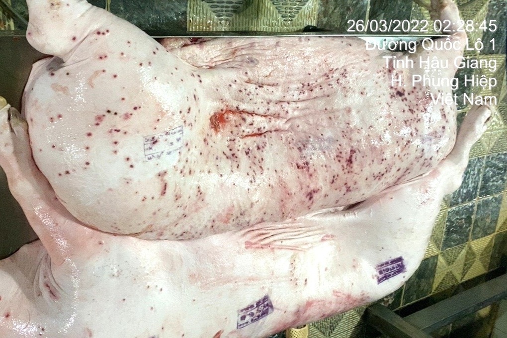 NÓNG: C.P. Việt Nam thừa nhận hình ảnh heo bệnh bị “tố” là có thật, được chụp tại cơ sở gia công thuê- Ảnh 1. NÓNG: C.P. Việt Nam thừa nhận hình ảnh heo bệnh bị “tố” là có thật, được chụp tại cơ sở gia công thuê- Ảnh 1.