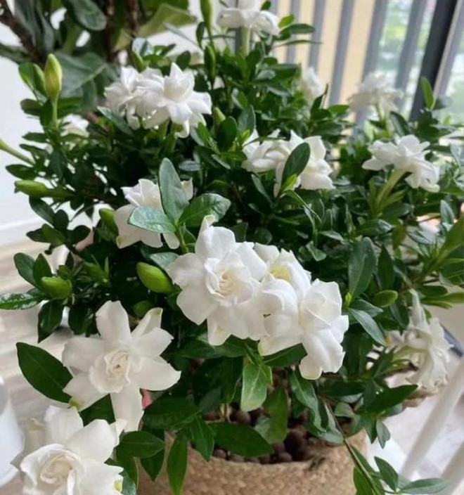 Bật điều hòa mùa hè: Người thông minh đặt 3 thứ này vào phòng, tôi hối hận vì giờ này mới biết- Ảnh 8. Bật điều hòa mùa hè: Người thông minh đặt 3 thứ này vào phòng, tôi hối hận vì giờ này mới biết- Ảnh 8.