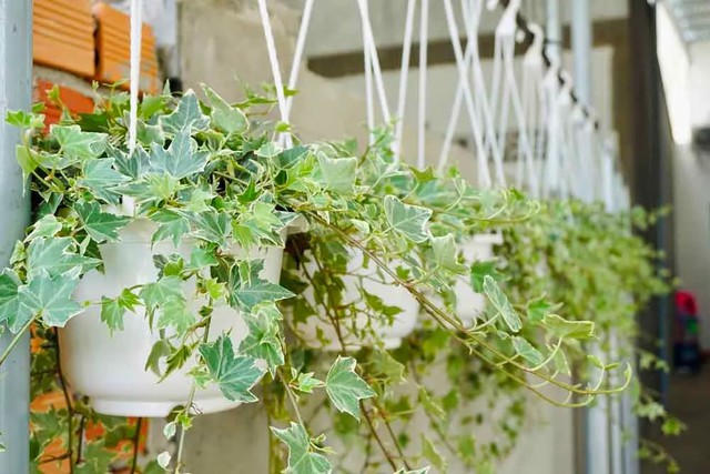 Bật điều hòa mùa hè: Người thông minh đặt 3 thứ này vào phòng, tôi hối hận vì giờ này mới biết- Ảnh 6. Bật điều hòa mùa hè: Người thông minh đặt 3 thứ này vào phòng, tôi hối hận vì giờ này mới biết- Ảnh 6.