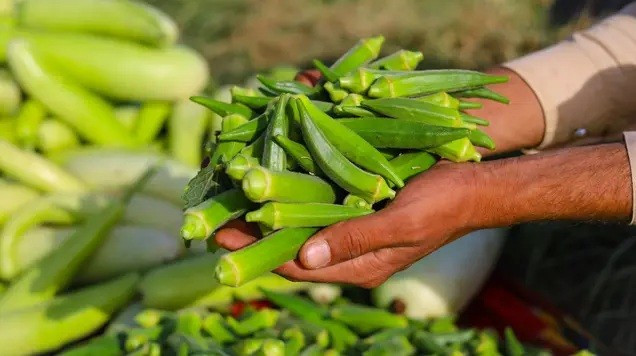 Các nhà khoa học phát hiện rau quen thuộc là khắc tinh của vi nhựa - Ảnh 1.