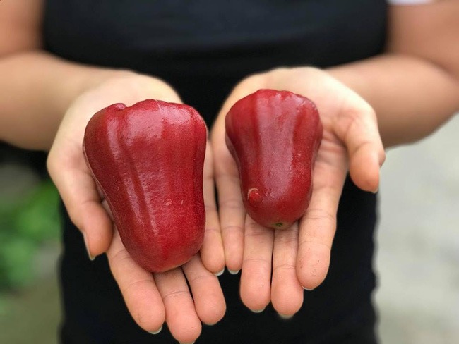 2 loại trái cây trùng tên nhưng số phận khác nhau, giá cả chênh lệch thấy rõ: Nhiều người đi chợ vẫn nhầm!- Ảnh 4.