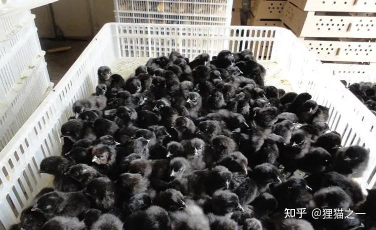 Năm 1985, các chuyên gia phát hiện ra ba con gà đen kỳ lạ: Chúng hóa ra là một loài siêu hiếm có thể đẻ ra trứng xanh!- Ảnh 4.