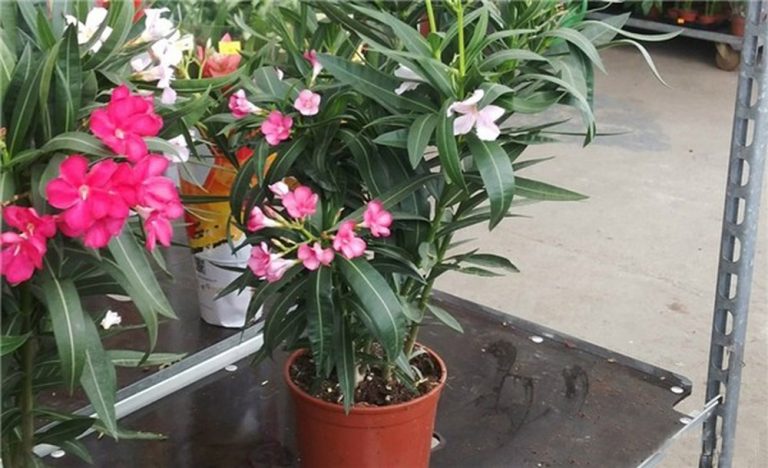 Nhiều người đang trồng cây phong thủy xấu, ảnh hưởng tài lộc - Ảnh 7. Nhiều người đang trồng cây phong thủy xấu, ảnh hưởng tài lộc - Ảnh 7.