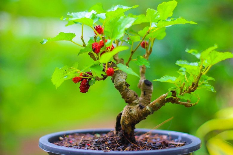 Nhiều người đang trồng cây phong thủy xấu, ảnh hưởng tài lộc - Ảnh 3. Nhiều người đang trồng cây phong thủy xấu, ảnh hưởng tài lộc - Ảnh 3.
