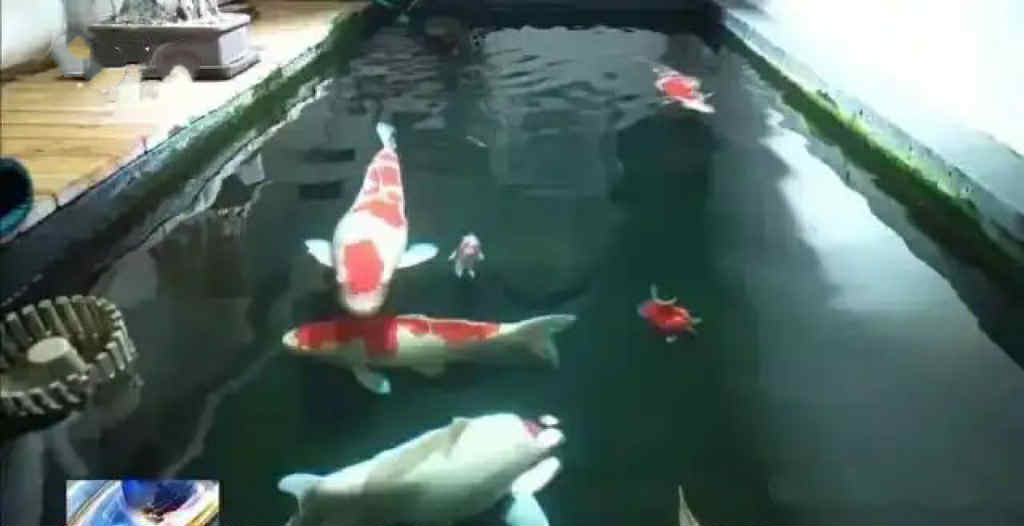 Tranh chấp cải tạo tầng hầm chung cư thành ao cá Koi  - Ảnh 1.