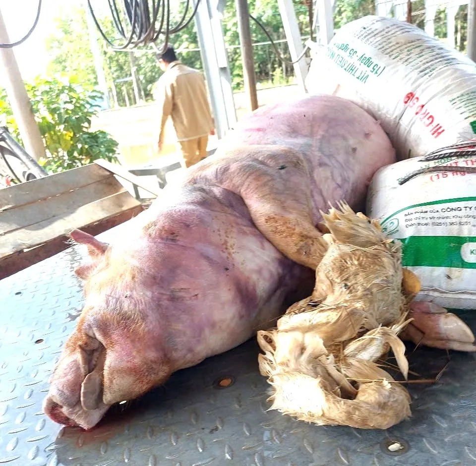 Ám ảnh xác heo chết trôi nổi trên kênh cấp nước Đông Nam bộ - Ảnh 2.