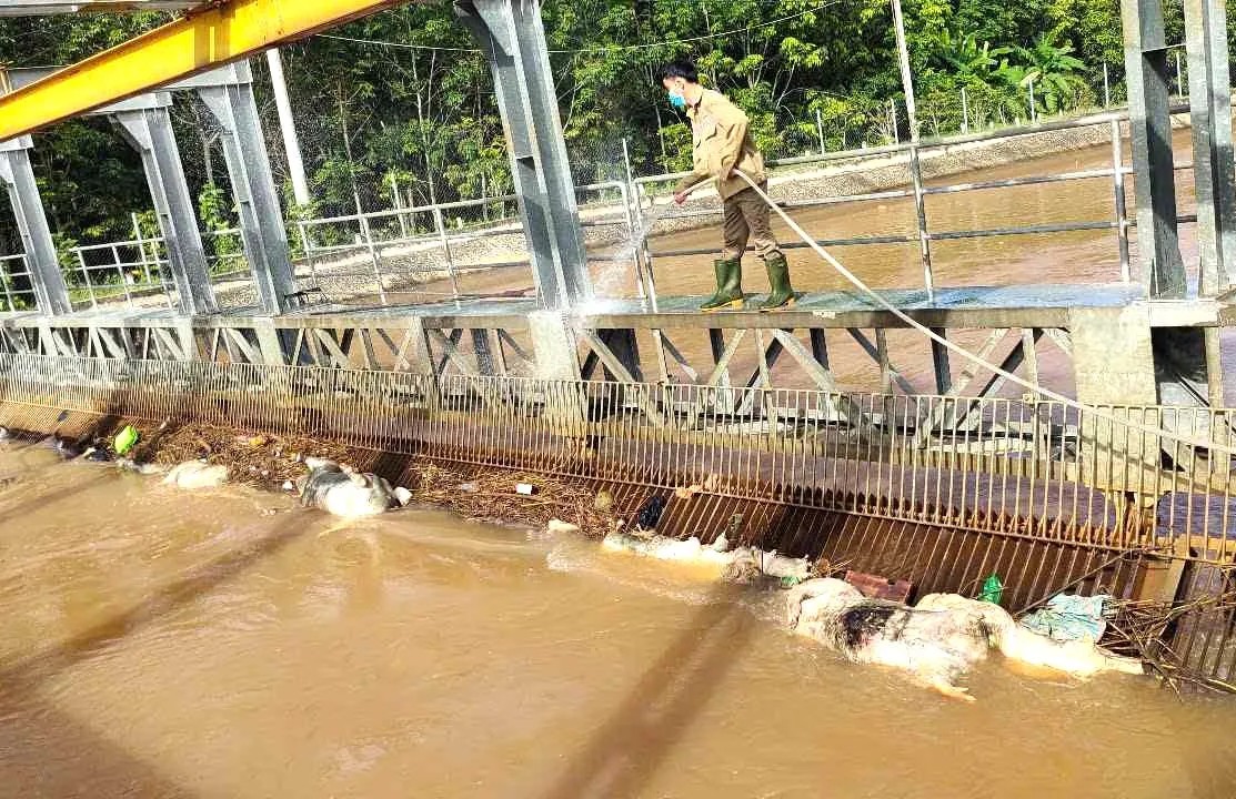 Ám ảnh xác heo chết trôi nổi trên kênh cấp nước Đông Nam bộ - Ảnh 5.