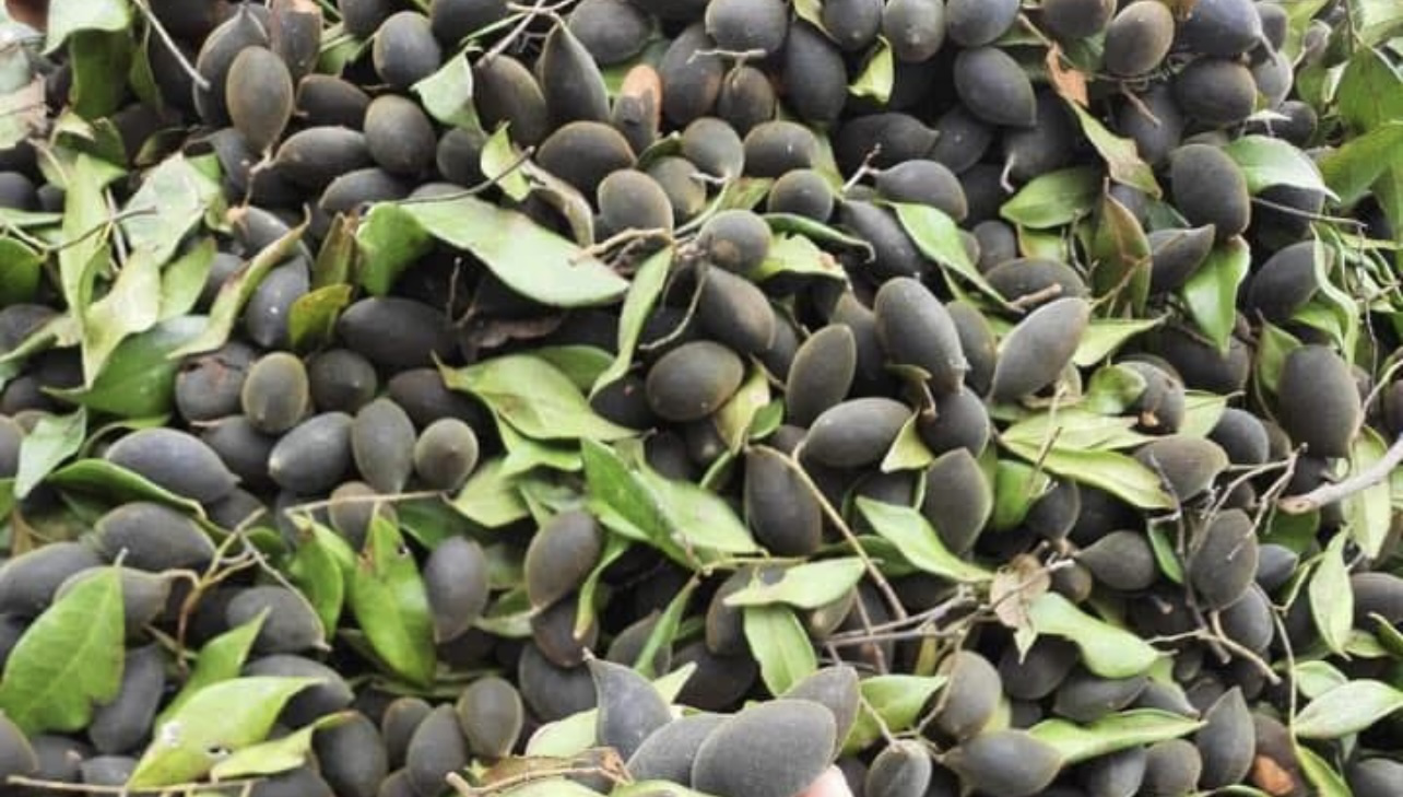 Mùa hoa xay trên Núi Chúa- Ảnh 5.