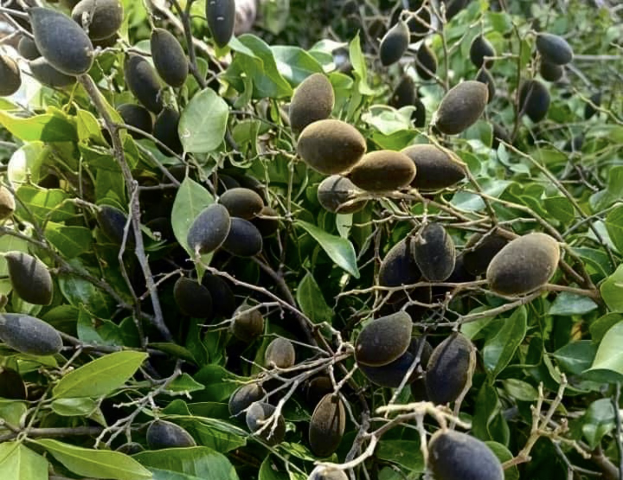 Mùa hoa xay trên Núi Chúa- Ảnh 4.