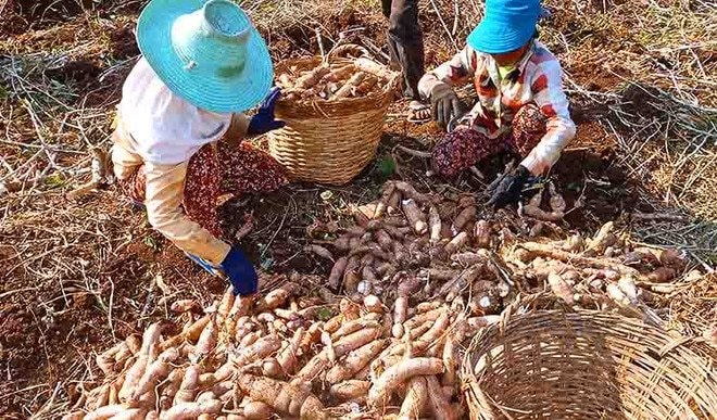 Hàng chục nghìn tấn hàng ùn ứ ở cửa khẩu: Bộ trưởng Thái Lan vừa nhấn mạnh điều gì? - Ảnh 3. Hàng chục nghìn tấn hàng ùn ứ ở cửa khẩu: Bộ trưởng Thái Lan vừa nhấn mạnh điều gì? - Ảnh 3.