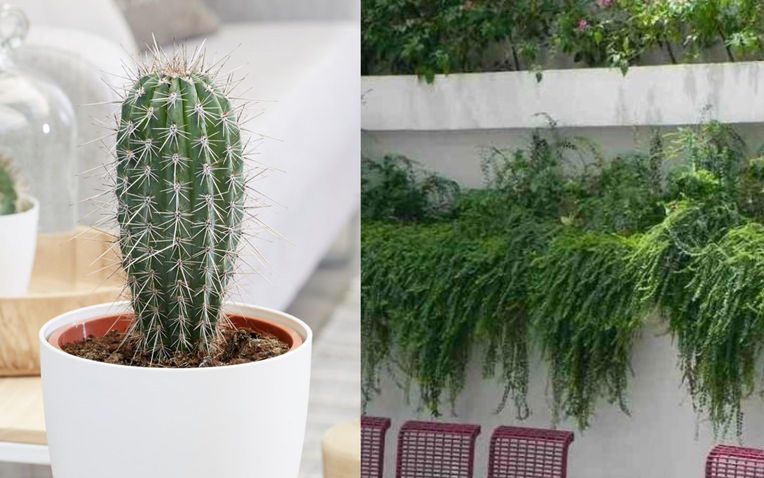 Nhiều người đang trồng cây phong thủy xấu, ảnh hưởng tài lộc - Ảnh 1.