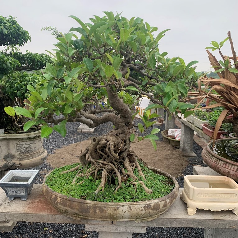 Nhiều người đang trồng cây phong thủy xấu, ảnh hưởng tài lộc - Ảnh 5. Nhiều người đang trồng cây phong thủy xấu, ảnh hưởng tài lộc - Ảnh 5.