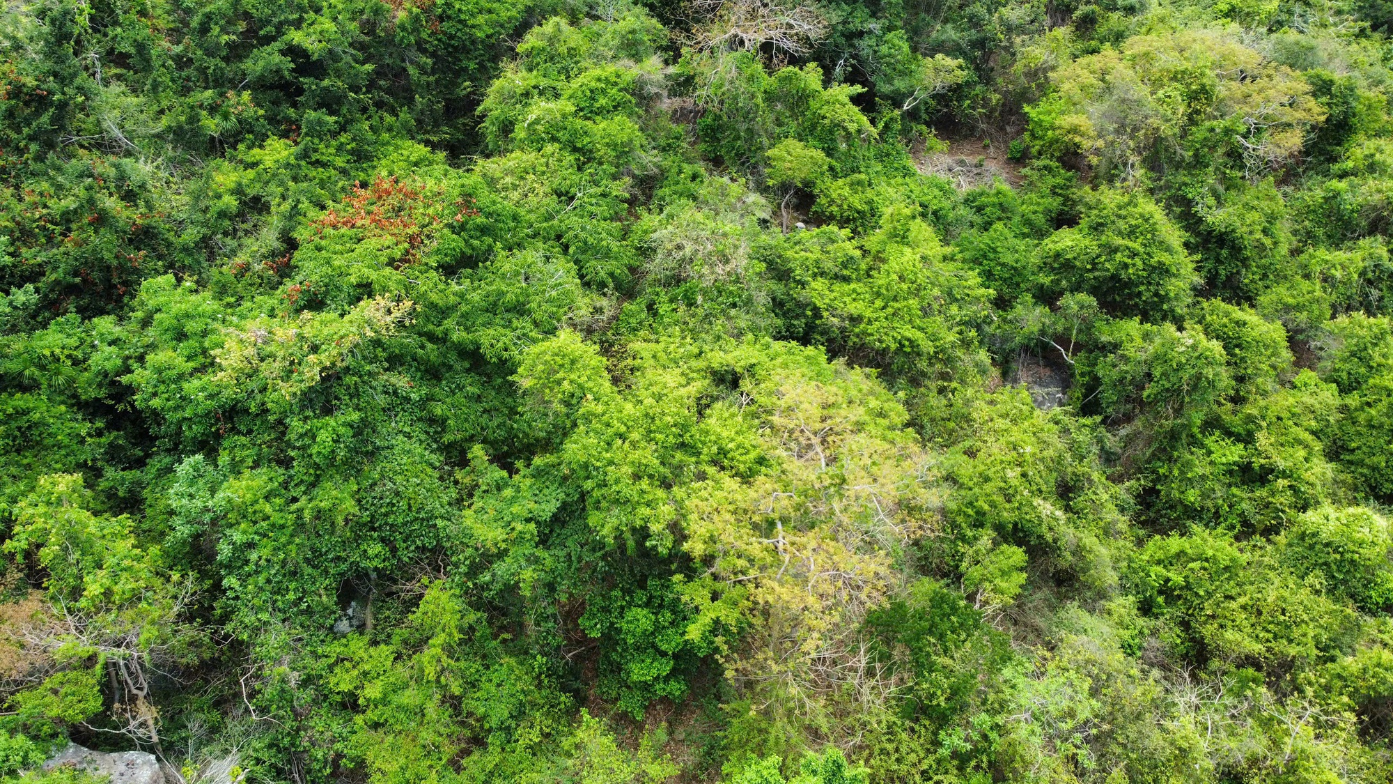 Mùa hoa xay trên Núi Chúa- Ảnh 2.