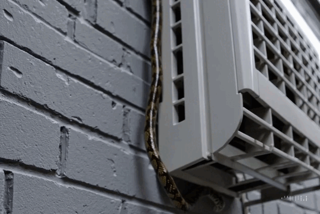 Cận cảnh "cả tổ rắn" bên trong chiếc điều hòa của người dùng: Chúng chui vào bằng đường nào? - Ảnh 7.