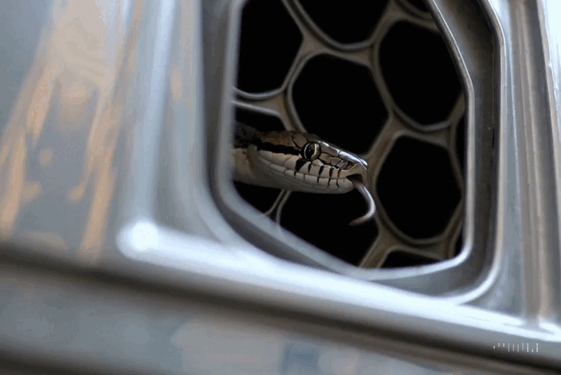 Cận cảnh "cả tổ rắn" bên trong chiếc điều hòa của người dùng: Chúng chui vào bằng đường nào? - Ảnh 8.