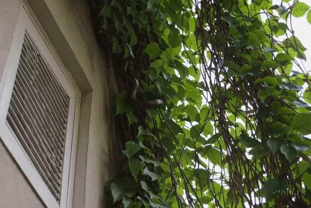 Cận cảnh "cả tổ rắn" bên trong chiếc điều hòa của người dùng: Chúng chui vào bằng đường nào? - Ảnh 11.