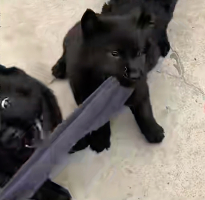 Buổi livestream nhổ răng chó sống gây phẫn nộ trên mạng xã hội  - Ảnh 3.