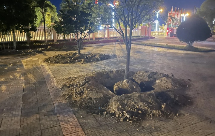 Vì sao Nhiều cây hoàng mai ở Huế bị bới lên trước khi bàn giao trụ sở? - Ảnh 1.