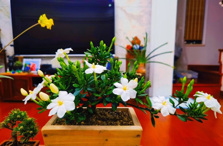 Vua hoa trồng chậu nở quanh năm, chiêu tài hút lộc vào nhà - Ảnh 4. Vua hoa trồng chậu nở quanh năm, chiêu tài hút lộc vào nhà - Ảnh 4.