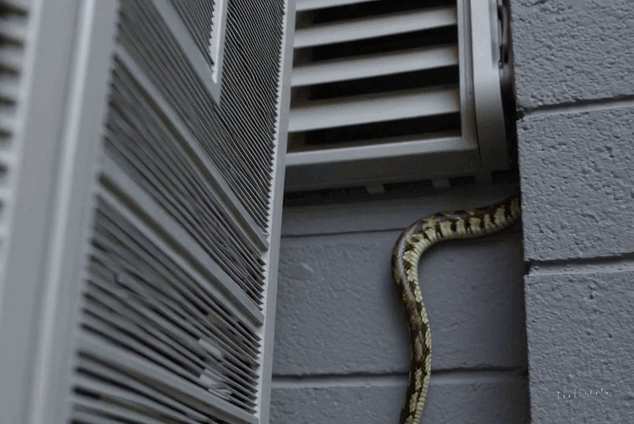 Cận cảnh "cả tổ rắn" bên trong chiếc điều hòa của người dùng: Chúng chui vào bằng đường nào? - Ảnh 9.