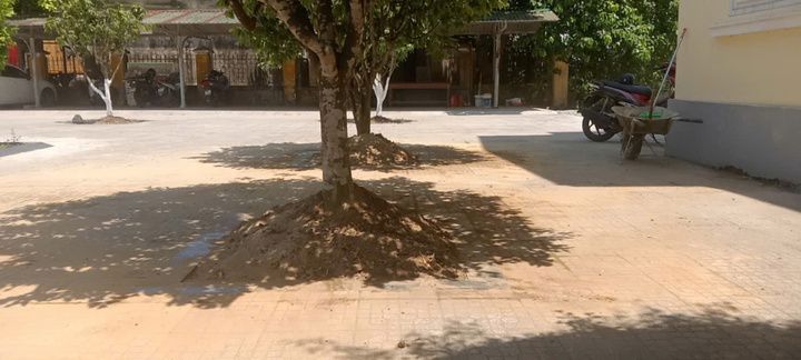 Vì sao Nhiều cây hoàng mai ở Huế bị bới lên trước khi bàn giao trụ sở? - Ảnh 2.
