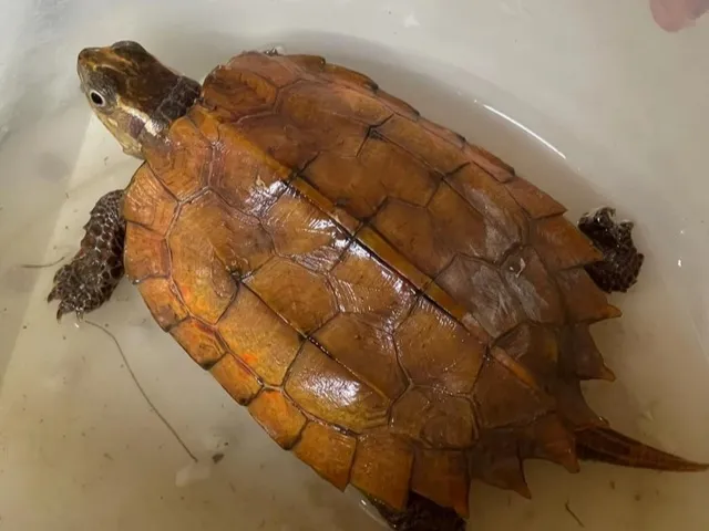 Phát hiện động vật quý hiếm, người Việt giao nộp cho cơ quan chức năng - Ảnh 1.