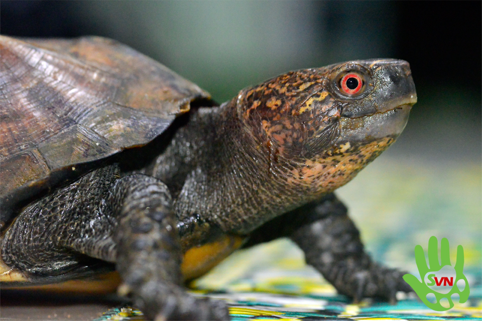 Phát hiện động vật quý hiếm, người Việt giao nộp cho cơ quan chức năng - Ảnh 2.