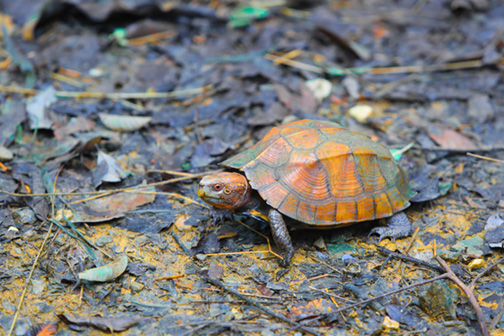 Phát hiện động vật quý hiếm, người Việt giao nộp cho cơ quan chức năng - Ảnh 3.