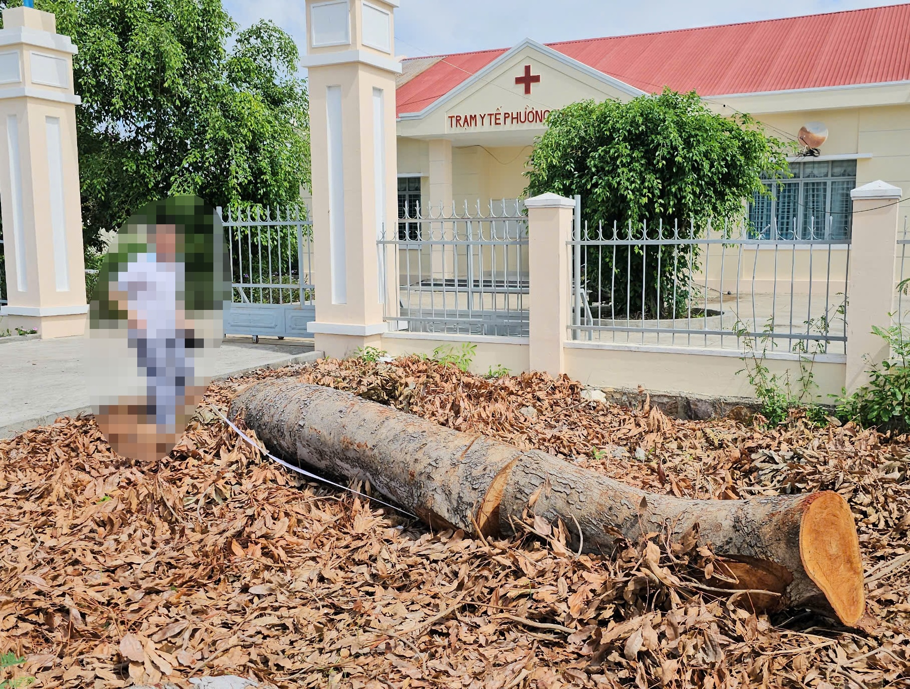Hàng loạt cây gỗ lớn tại phường Cheo Reo bị chặt hạ trước sáp nhập gây bức xúc - Ảnh 2.