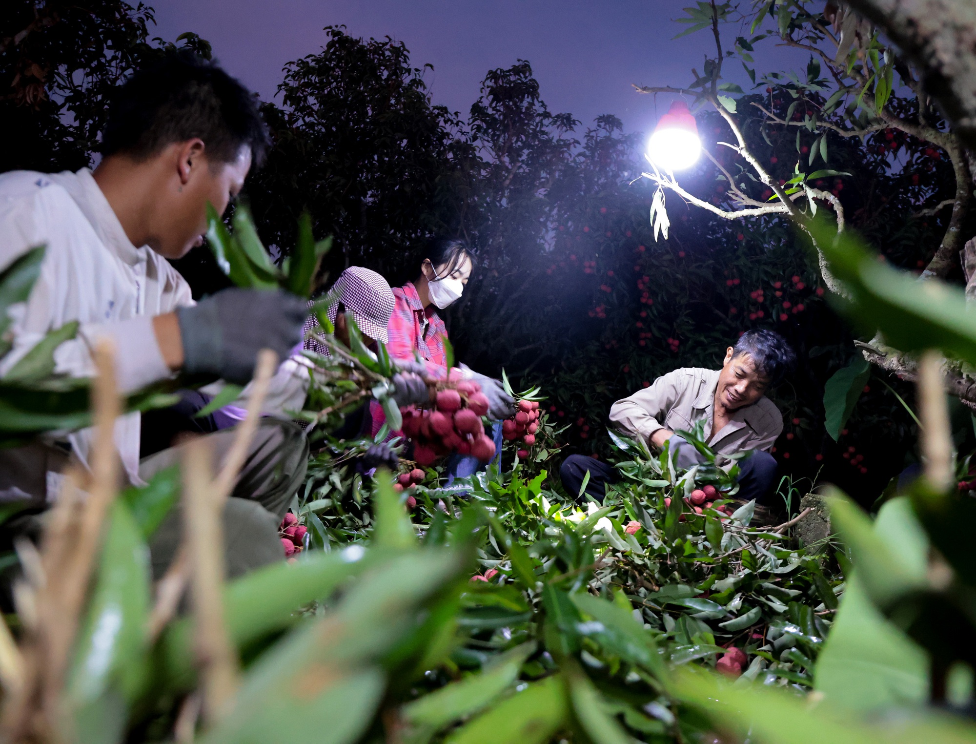 Cảnh tượng lúc 2 giờ sáng ở Bắc Giang: Người dân tất bật hái vải thiều cho mùa vụ - Ảnh 4. Cảnh tượng lúc 2 giờ sáng ở Bắc Giang: Người dân tất bật hái vải thiều cho mùa vụ - Ảnh 4.