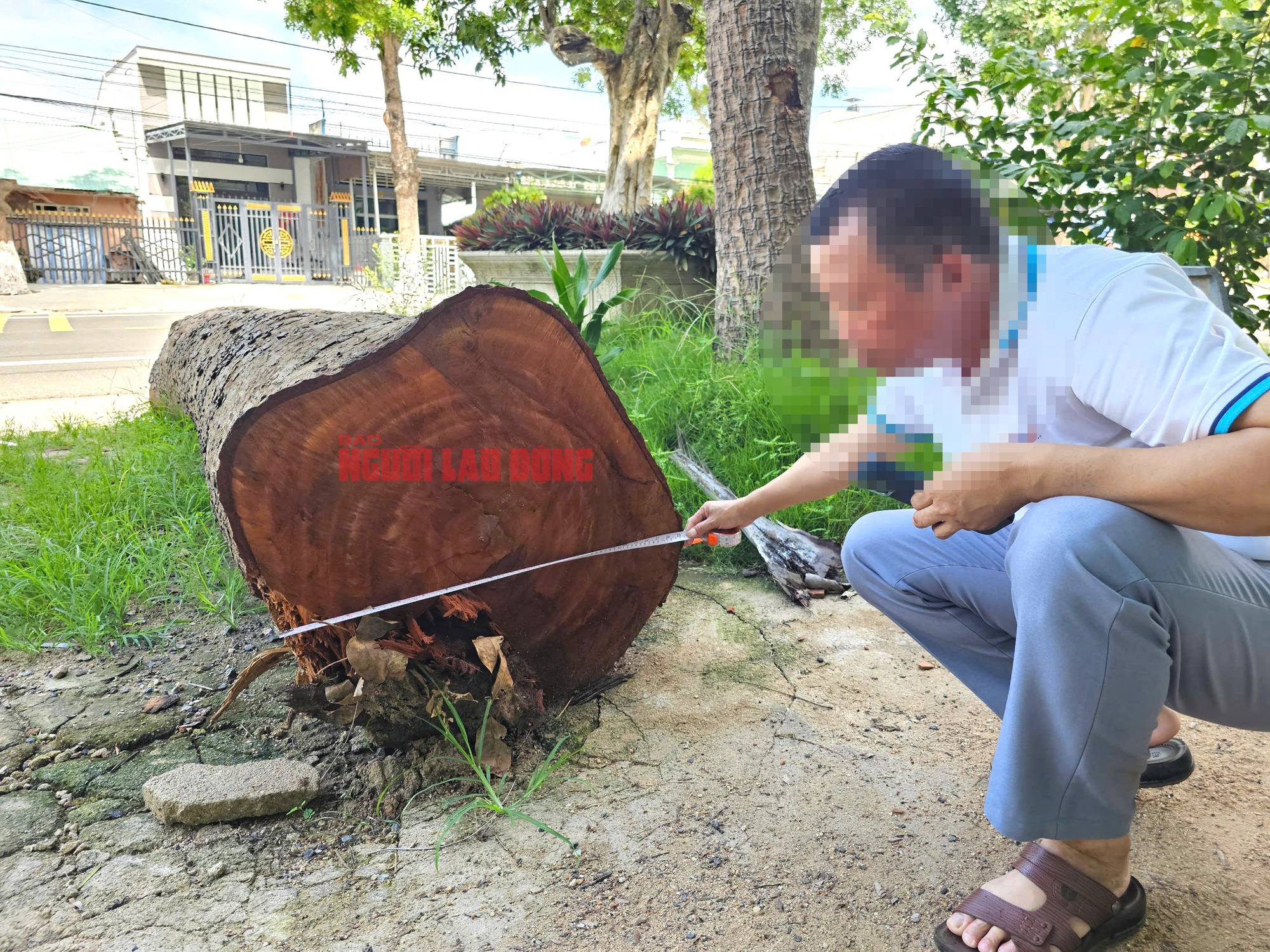 Cưa bán cây gỗ lớn ở phường Cheo Reo: Chủ tịch phường bị chỉ trích - Ảnh 4. Cưa bán cây gỗ lớn ở phường Cheo Reo: Chủ tịch phường bị chỉ trích - Ảnh 4.