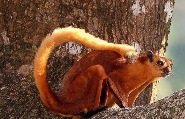 Sinh vật bay khổng lồ Việt Nam khiến giới khoa học "sững sờ": Có khả năng di chuyển đến 150m hoặc hơn - Ảnh 1.