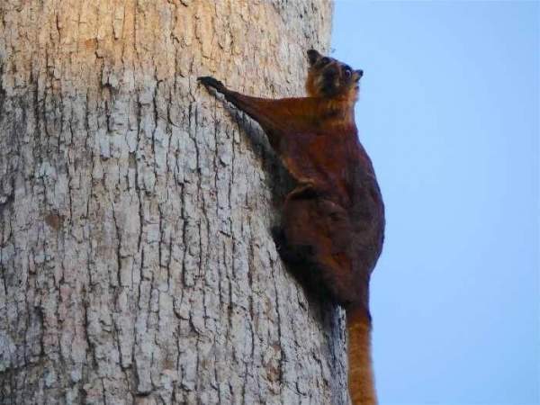 Sinh vật bay khổng lồ Việt Nam khiến giới khoa học "sững sờ": Có khả năng di chuyển đến 150m hoặc hơn - Ảnh 2.