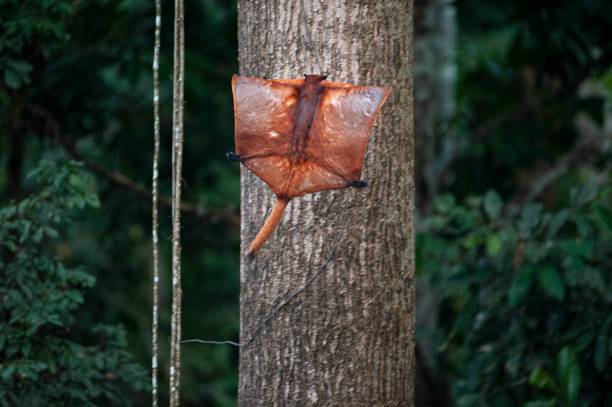 Sinh vật bay khổng lồ Việt Nam khiến giới khoa học "sững sờ": Có khả năng di chuyển đến 150m hoặc hơn - Ảnh 3.