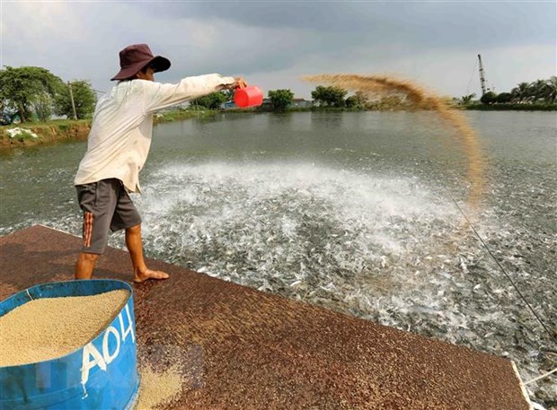 'Cá tỷ đô' của Việt Nam được Trung Quốc, Mỹ mê không lối thoát vì vừa rẻ vừa ngon: Bỏ túi hơn 800 triệu USD, sản lượng đứng đầu thế giới - Ảnh 1. 'Cá tỷ đô' của Việt Nam được Trung Quốc, Mỹ mê không lối thoát vì vừa rẻ vừa ngon: Bỏ túi hơn 800 triệu USD, sản lượng đứng đầu thế giới - Ảnh 1.