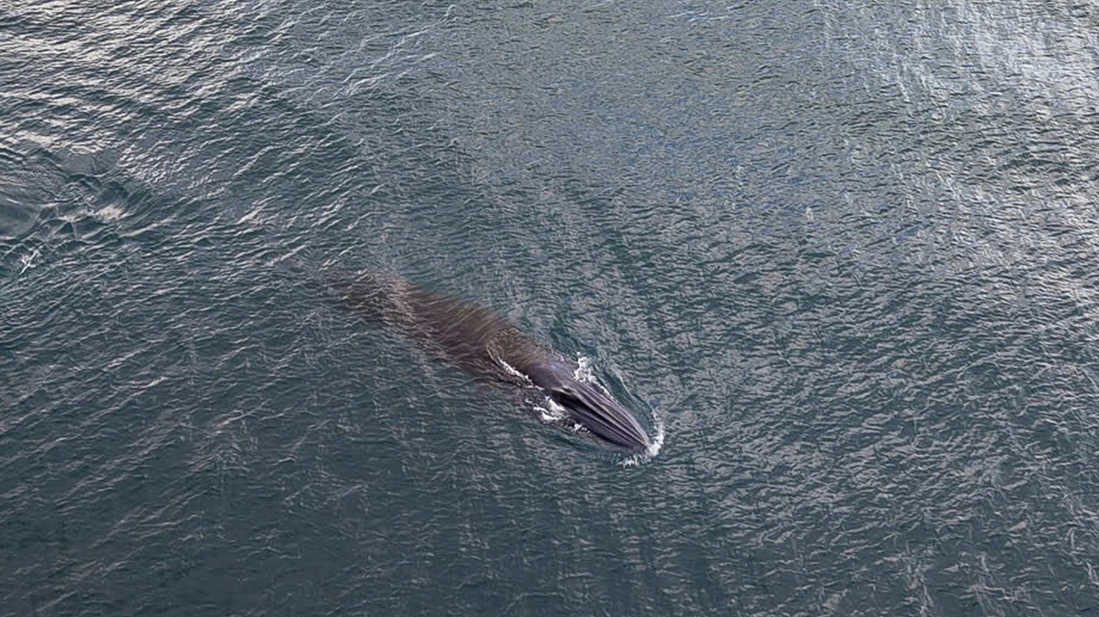 Cá voi dài hơn 10 m xuất hiện săn mồi gần bờ biển Quy Nhơn- Ảnh 1.